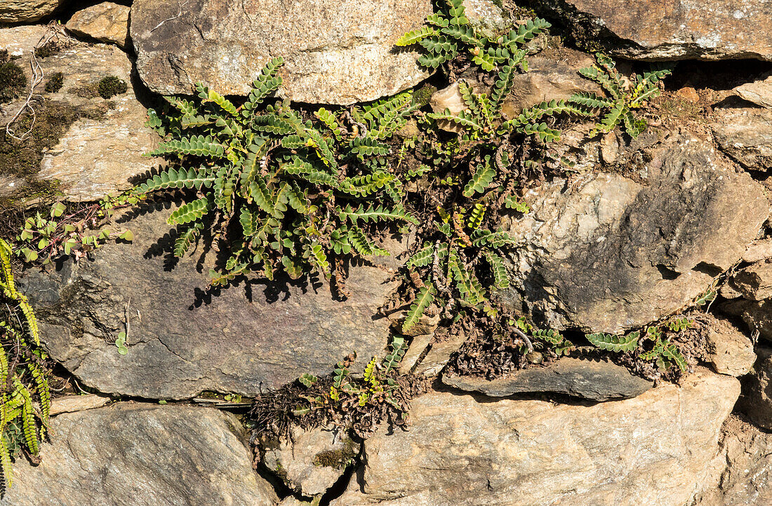 Rustyback fern (Asplenium ceterach) revival after drought