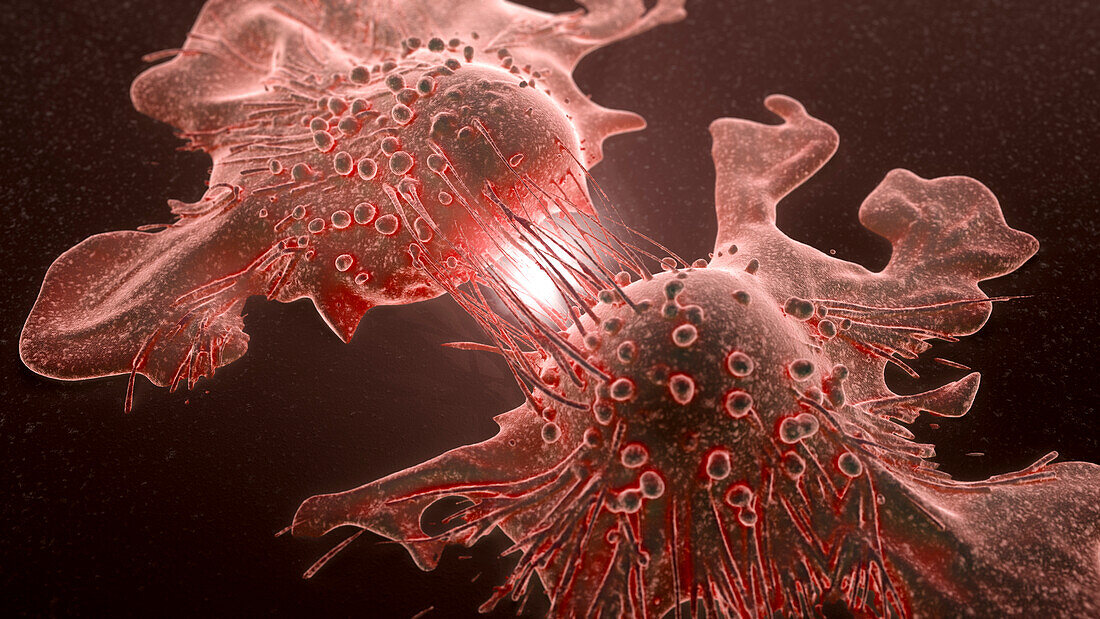 Cancer cells dividing, illustration