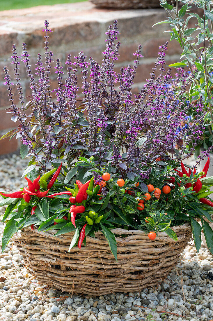 Blumenschale mit Korallenstrauch (Solanum pseudocapsicum), Strauchbasilikum, Chilischoten im Garten