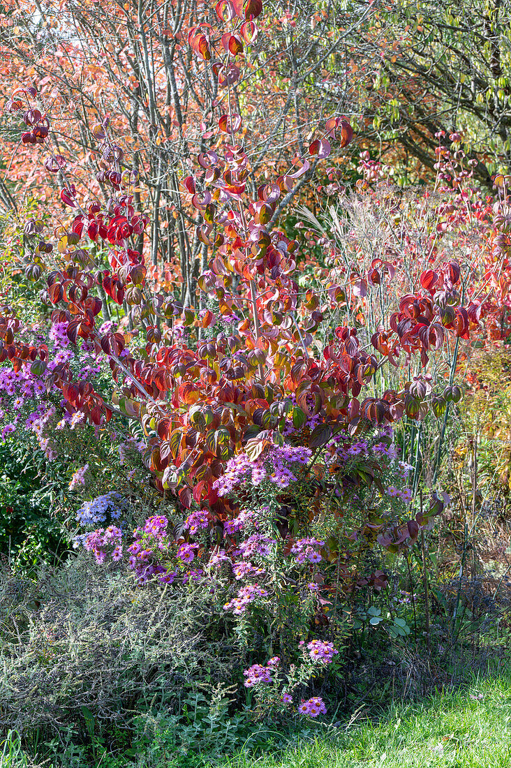 Blumenhartriegel (Cornus florida) und Herbst-Aster im Garten