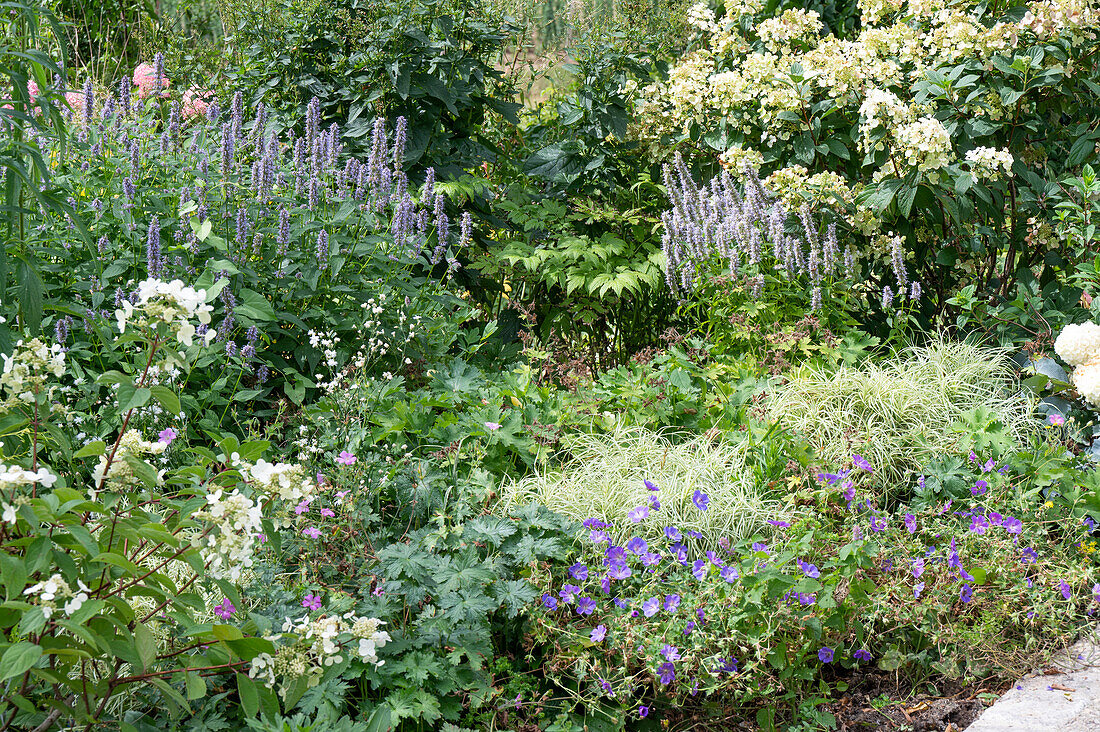 Flowerbed with sweet-scented nettle (Agastache), orchid (Astilbe), panicle hydrangea (Hydrangea paniculata), cranesbill 'Rozanne' (Geranium), cuckoo carnation (Silene flos-cuculi)