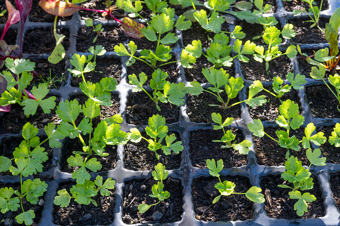 Celery (Apium Graveolens), seedlings