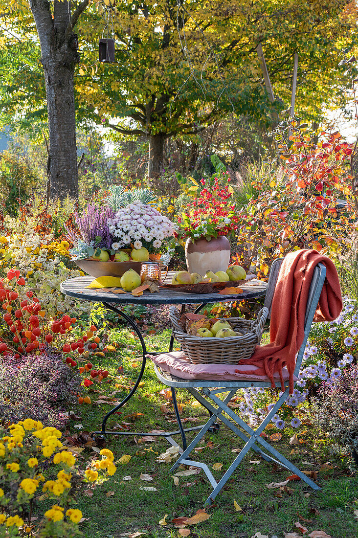 Autumn cottage garden with autumn asters, autumn chrysanthemums (Chrysanthemum), lampion flower (Physalis alkekengi), garden table with fruits