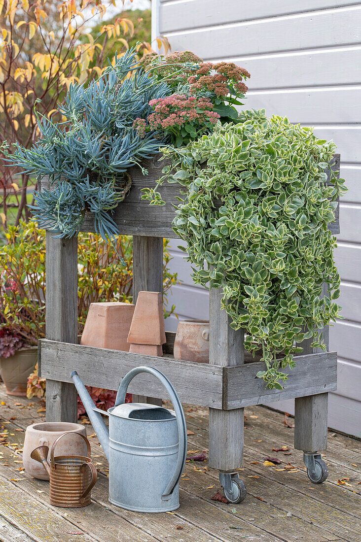 Herbstliches Blumenregal mit Eiskraut (Aptenia cordifolia), Fetthenne (Sedum Telephium) und Kreuzkraut (Senecio serpens) auf Terrasse