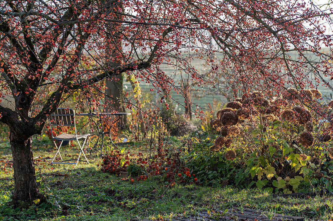 Ornamental apple tree with fruits in autumn and snowball hydrangea (Hydrangea arborescens)