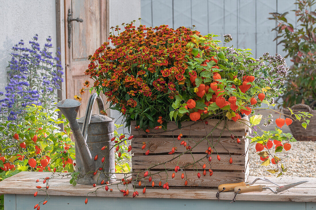 Flower box on the terrace with sunflower (Helenium), and lampion flower (Physalis)