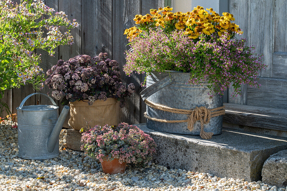 Flower pots on the terrace, old zinc bucket with sunflower (Helenium), rock stonecrop (Sedum cauticola), purple stonecrop (Sedum telephium)