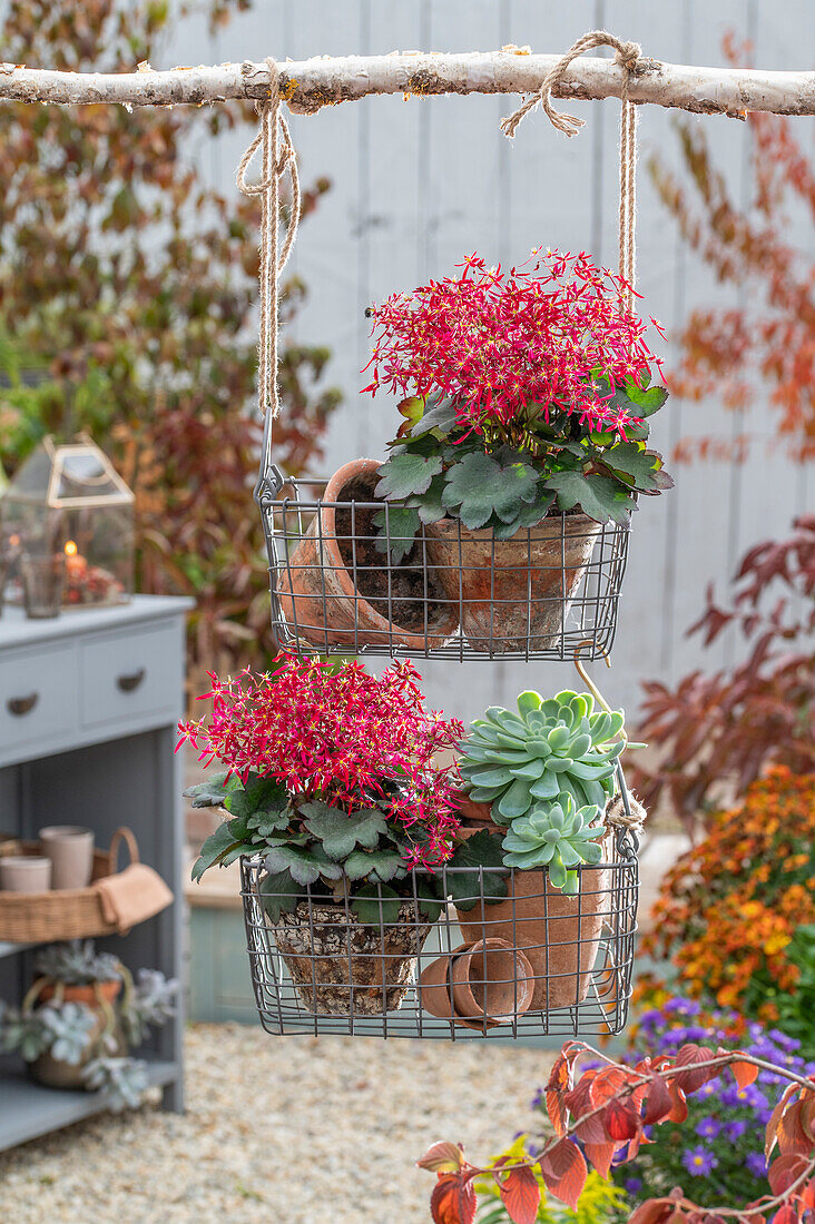 Autumn hanging basket of flowers in hanging wire baskets, with echeveria (Echeveria) and autumn saxifrage 'Dancing Pixies' (Saxifraga cortusifolia)