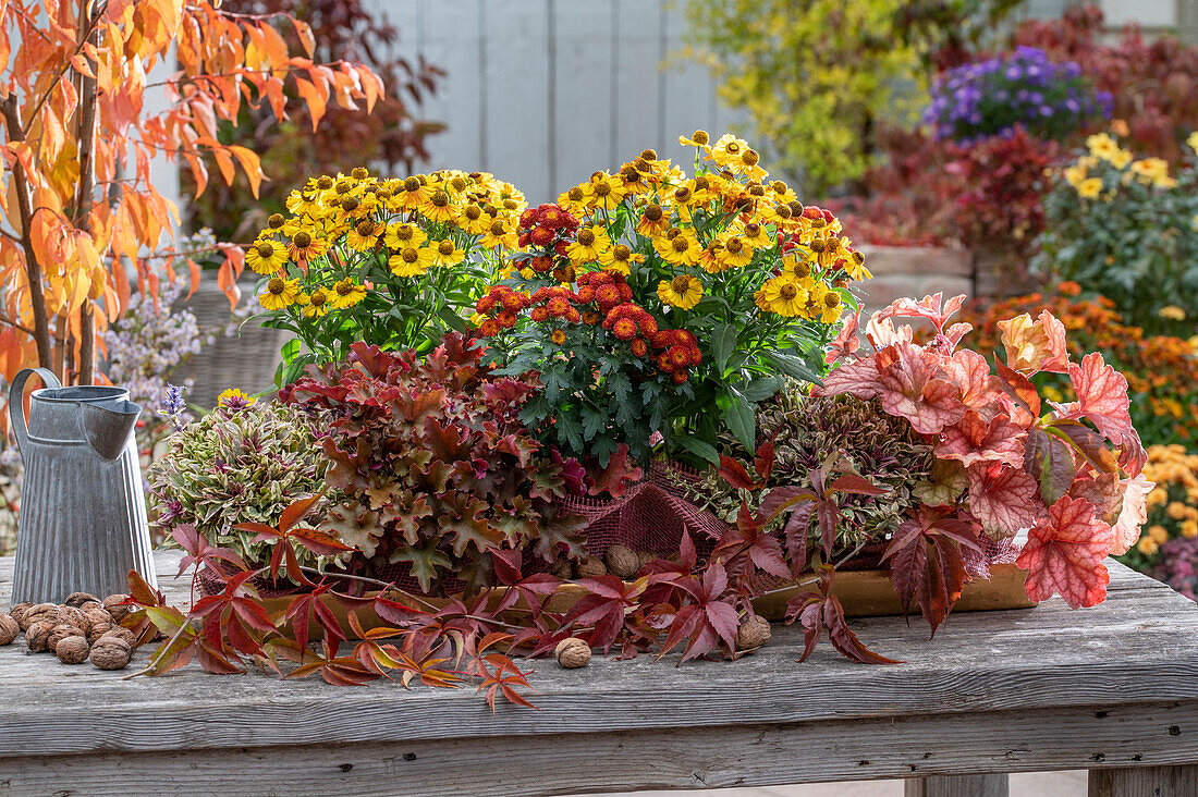 Herbstliche Blumenschale aus Kriechendem Günsel (Ajuga reptans), Chrysanthemen (Chrysanthemum), Sonnenbraut (Helenium) und Purpurglöckchen (Heuchera) auf Gartentisch