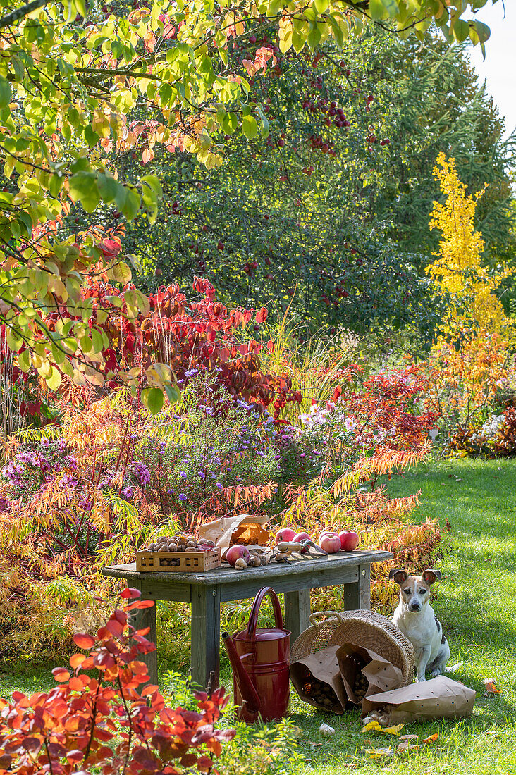 Harvested fruits on a bench in front of an autumn flower bed with spurge (Euphorbia palustris), cushion aster, autumn anemone, Japanese snowball and dog