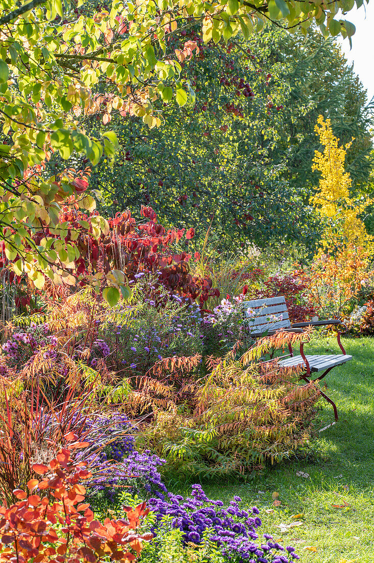 Autumn flowerbed with marsh spurge (Euphorbia palustris), cushion aster (Aster dumosus), autumn anemones, Japanese snowball (Viburnum plicatum) in the garden