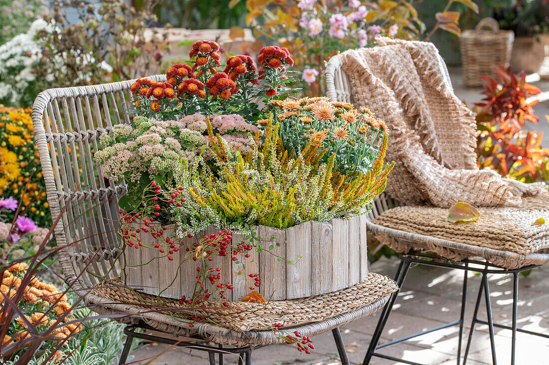 Flower bowl with broom heather (Calluna vulgaris), chrysanthemums (Chrysanthemum), purple stonecrop (Sedum telephium) and rose hips on patio chair