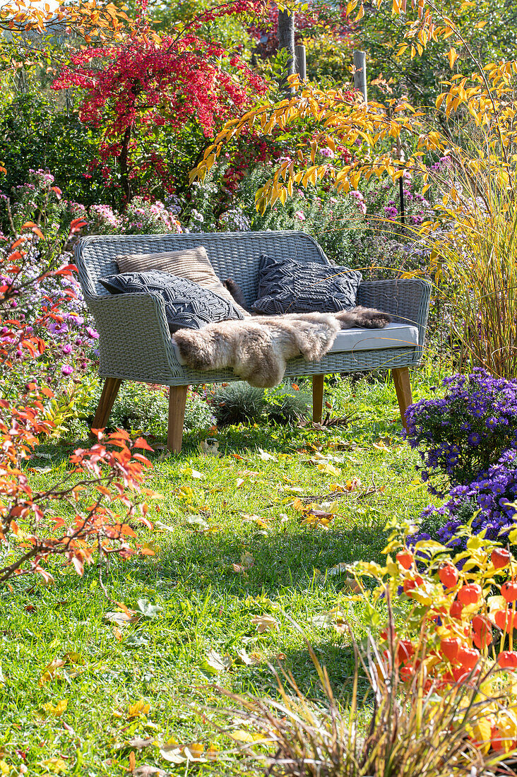 Gartenbank in herbstlichem Garten mit Kissenastern (Aster dumosus) und Pfaffenhütchen (Euonymus europaeus)