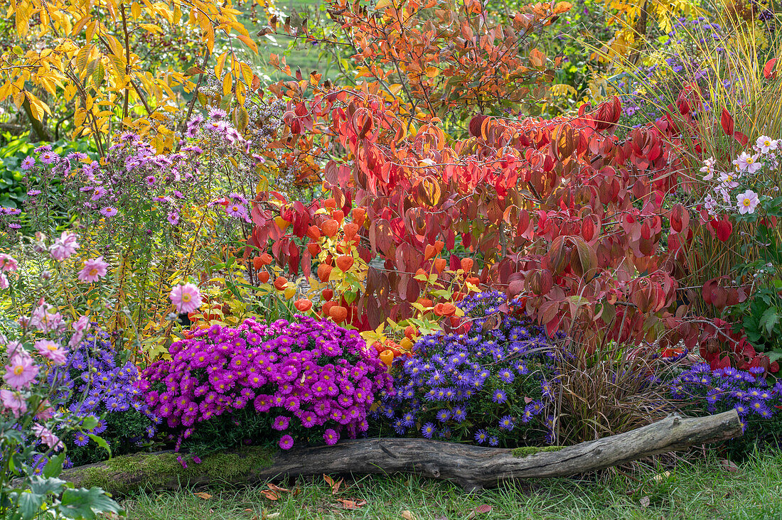 Herbstliches Blumenbeet mit Kissenastern (Aster dumosus), Japan-Herbst-Anemone 'Pamina' (Anemone japonica) und Japanischer Schneeball (Viburnum plicatum)