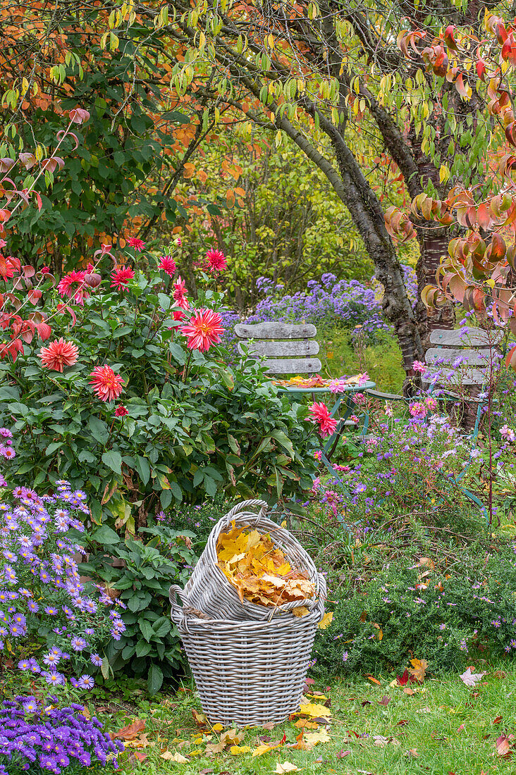 Autumn flowerbeds with dahlias (dahlia) and autumn asters, plum tree (prunus), autumn leaves after raking