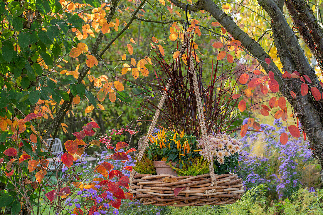Autumnal hanging basket of chrysanthemums (Chrysanthemum), budding heather (Calluna vulgaris) 'Sunset Girls Zoe', Fountain Grass 'Rubrum' (Pennisetum setaceum), Ornamental Pepper 'Medusa' in the Garden