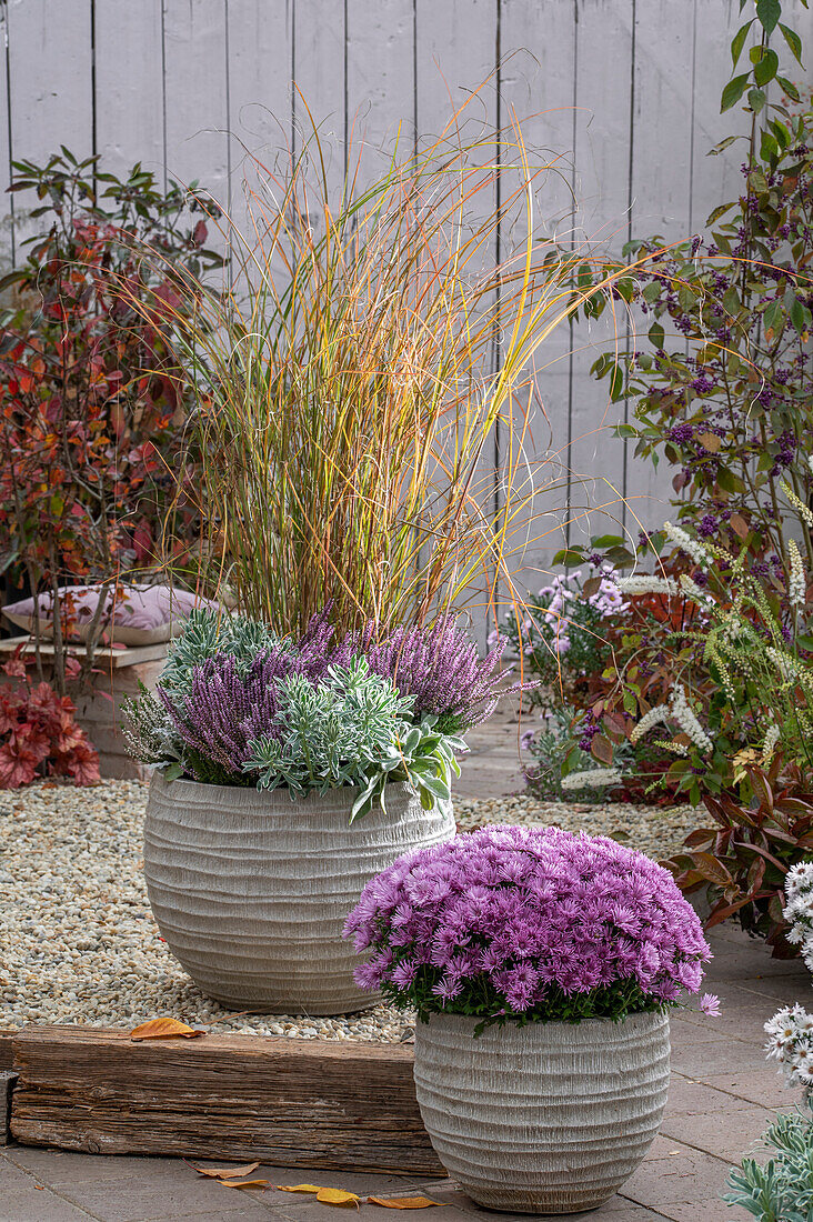 Autumn flower bowls of Chrysanthemums (Chrysanthemum), budding heather 'Gardengirls' (Calluna vulgaris), Mediterranean spurge 'Silver Swan' (Euphorbia characias), Chinese silver grass (Miscanthus sinensis) 'Gracillimus', woolly zest