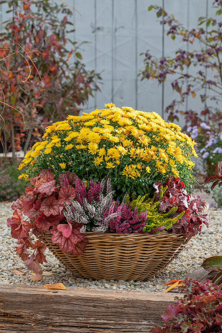 Herbstliche Blumenschale mit Herbstchrysanthemen (Chrysanthemum) 'Bienchen', Besenheide (Calluna Vulgaris) 'Sunset Line', Purpurglöckchen 'Berry Smoothie'  (Heuchera villosa) im Garten