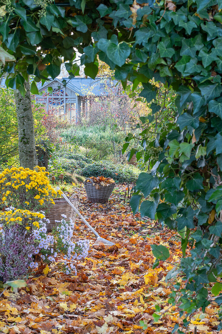 Gardening in autumn, autumn mums (Chrysanthemum) and Hedera (common ivy)