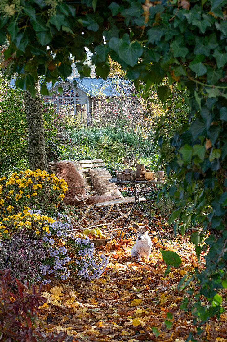 Seat in the garden with autumn chrysanthemums (Chrysanthemum), Hedera (ivy) and autumn leaves