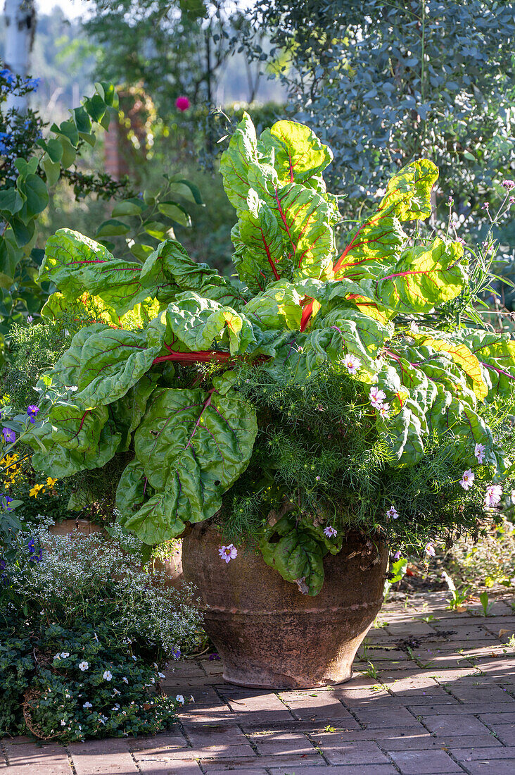 Chard and cosmos in a terracotta pot