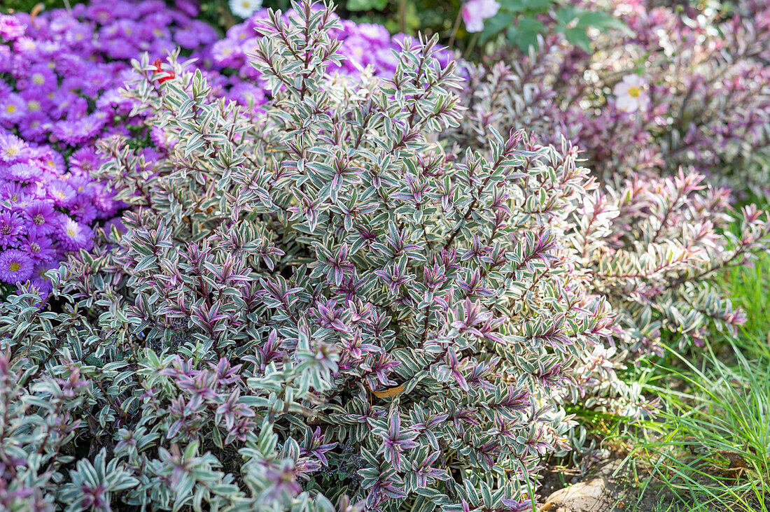 Veronica (Hebe) in a flowerbed