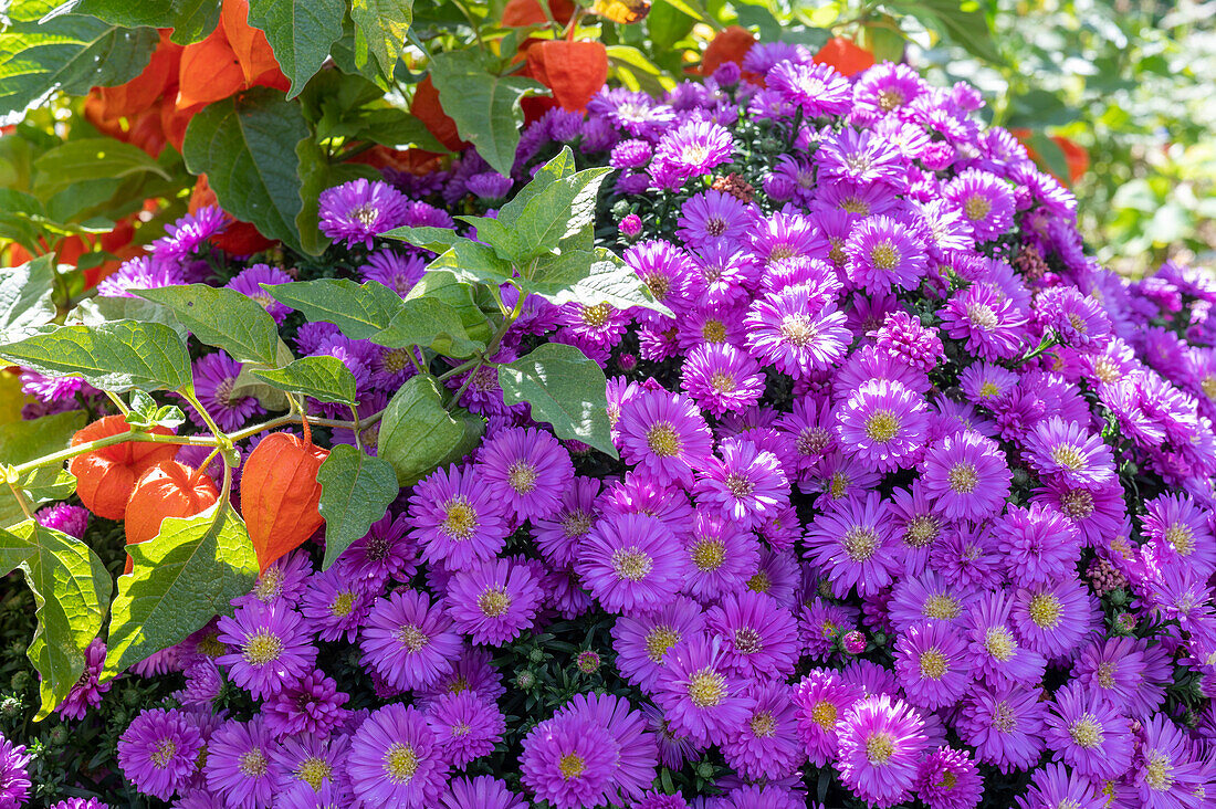 Bushy aster (Aster dumosus) and Chinese lanterns (Physalis alkekengi) in a flower bed