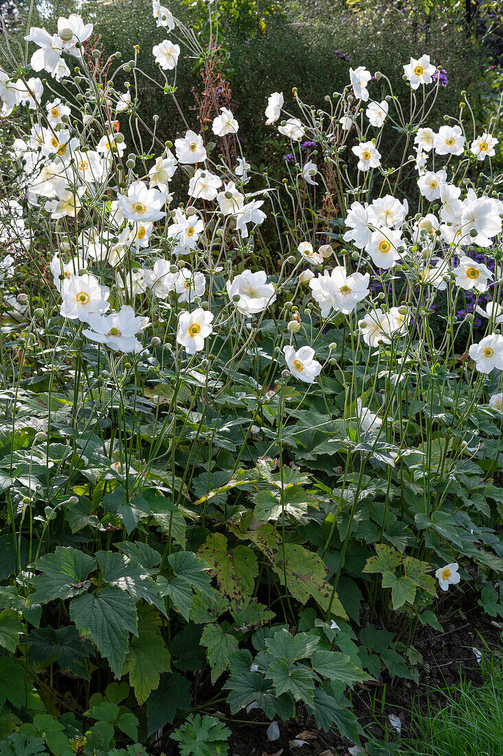 Herbstanemone 'Honorine Jobert' (Anemone Japonica) im Blumenbeet