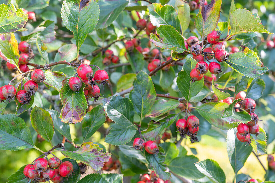 Broad-leaved cockspur thorn 'Splendens' (Crataegus prunifolia) with fruit