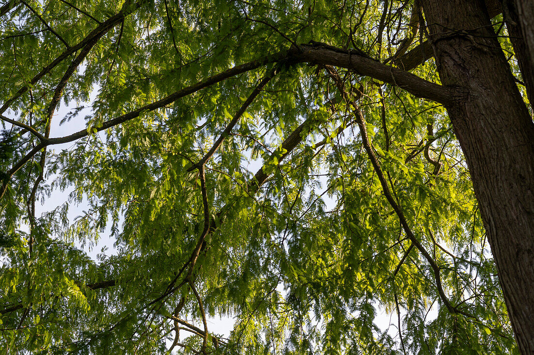 Urweltmammutbaum (Metasequoia glyptostroboides)