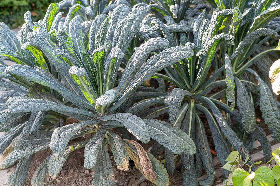 Vegetable cabbage (Brassica oleracea) in a bed