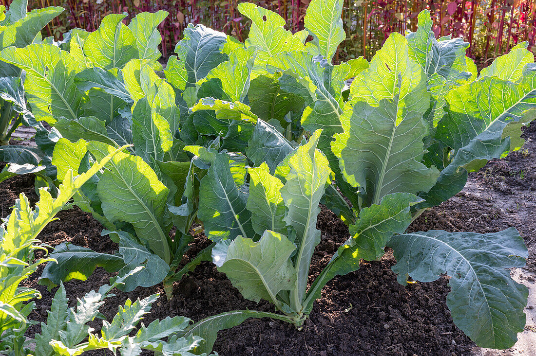 Leafy cabbage in vegetable patch (Brassica oleracea var viridis)