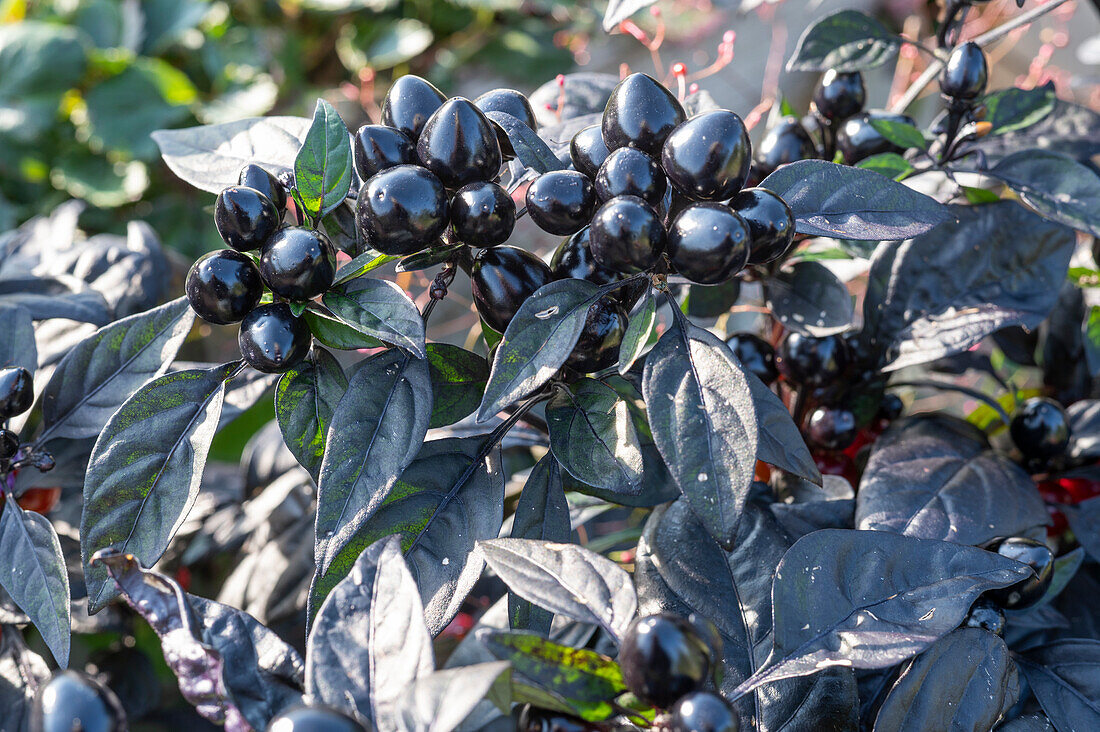 Chilli plant with fruits 'Black Pearl'