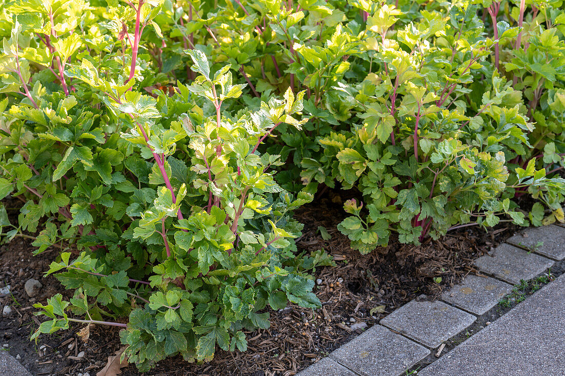 Celery (Apium graveolens) in a vegetable patch