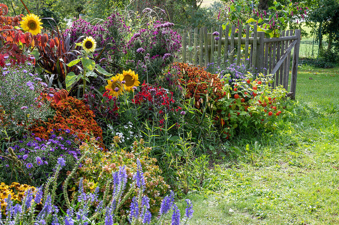 Sonnenblumen (Helianthus), Sonnenbraut (Helenium), Herbstastern, Großblütige Abelie (Abelia grandiflora), Lampionblume (Physalis alkekengi) und Langblättriger Ehrenpreis (Veronica longifolia) in Blumenbeet