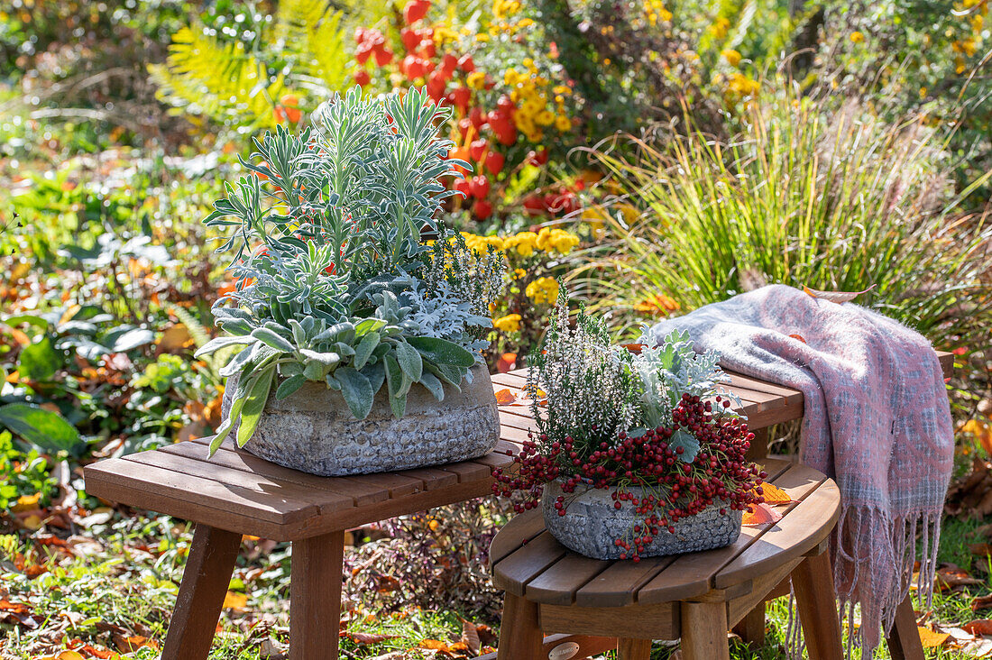 Palisaden-Wolfsmilch (Euphorbia characias), Gemeines Greiskraut (Senecio vulgaris) und Wollziest in Pflanzschale vor herbstlichem Blumenbeet