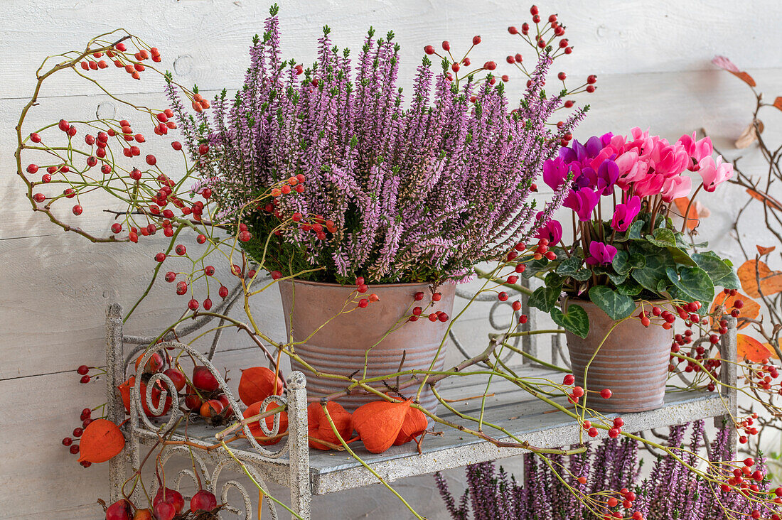 Broom heather (Calluna vulgaris), cyclamen (Cyclamen), rosehips, and lampion flower (Physalis alkekengi) on an autumn terrace in pots