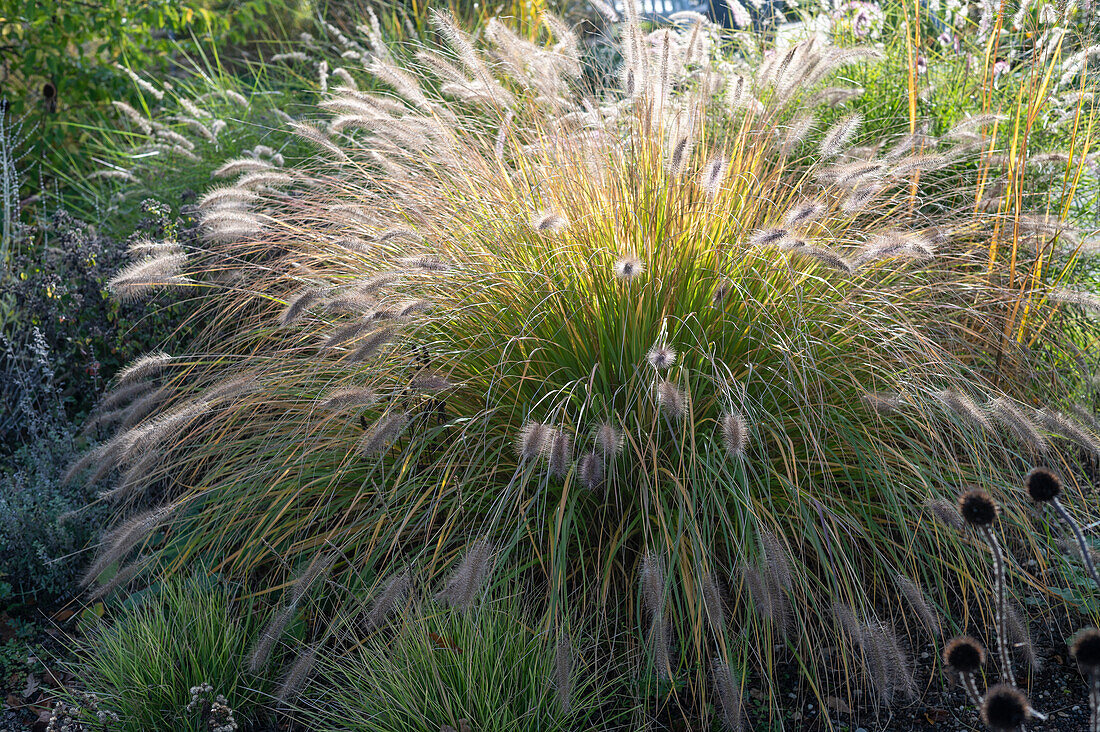 Chinese Fountain grass (Pennisetum) in an autumn garden