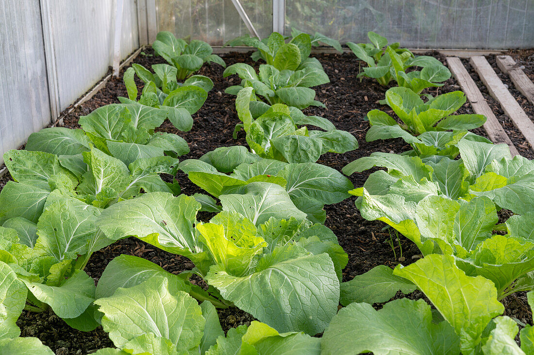 Leaf lettuce in a vegetable garden in a greenhouse