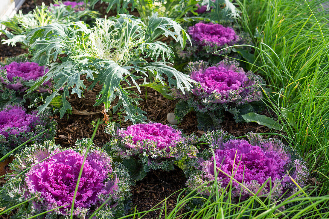 Ornamental cabbage, rocket, and chives in vegetable bed in garden