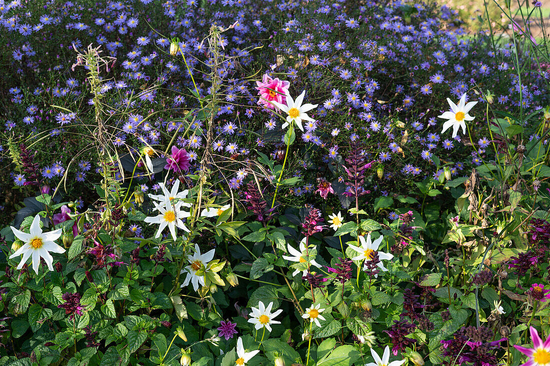 Prärieaster (Aster turbinellus), Sterndahlie 'Honka' (Dahlia) im Blumenbeet