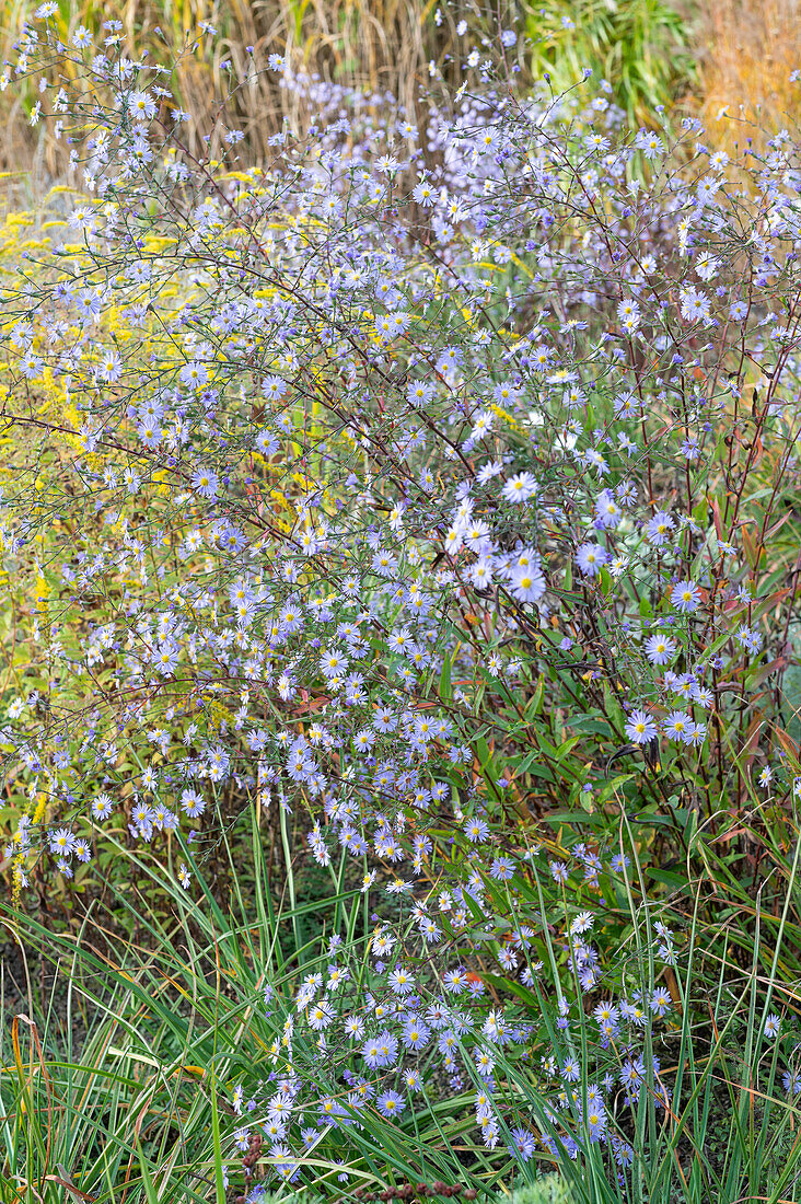 Glatte Aster (Aster laevis) blühend in Herbstwiese