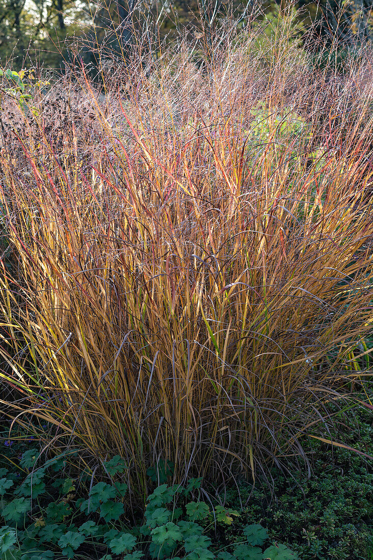 Switchgrass (Panicum virgatum) 'Hänse Herms' in autumn color in the garden
