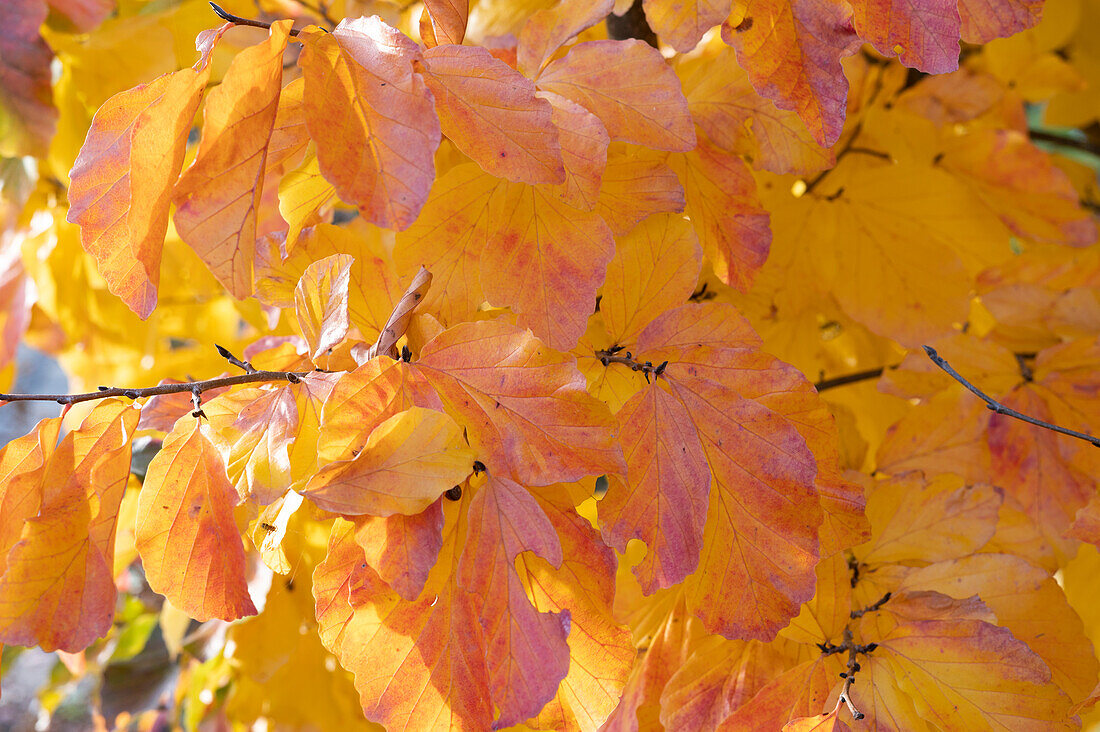 Persian ironwood tree (Parrotia persica) in autumn foliage