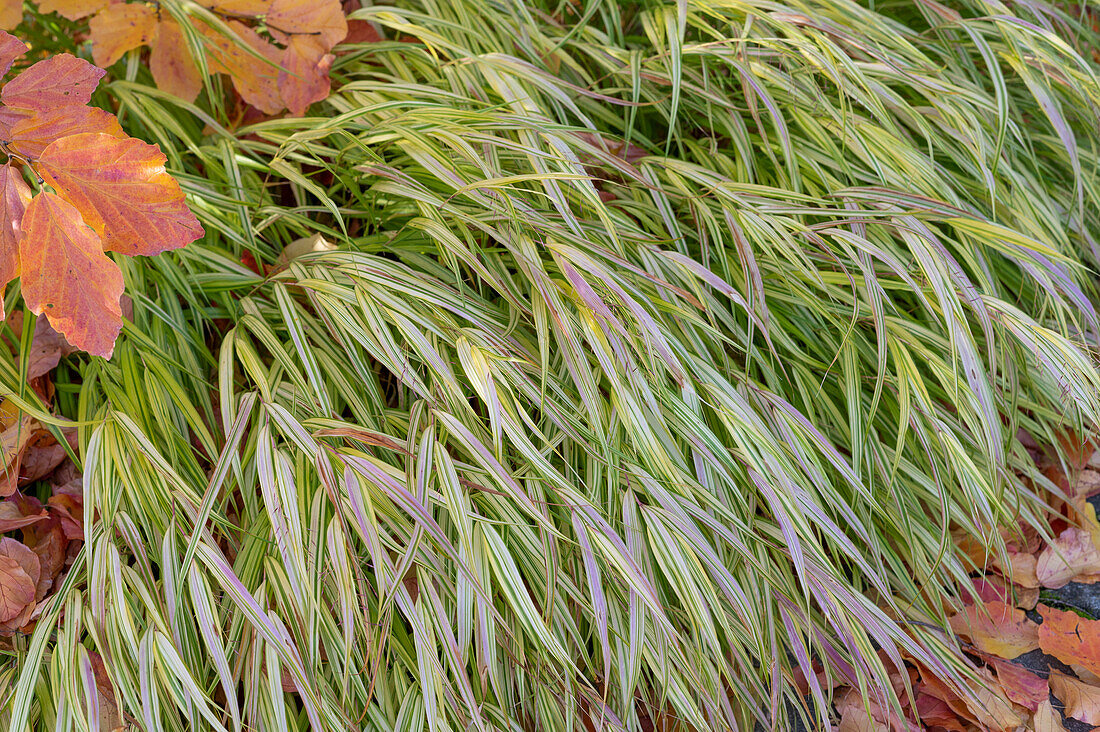 Japan mountain grass 'Aureola' (Hakonechloa macra) and branches of Persian ironwood tree (Parotia persica)