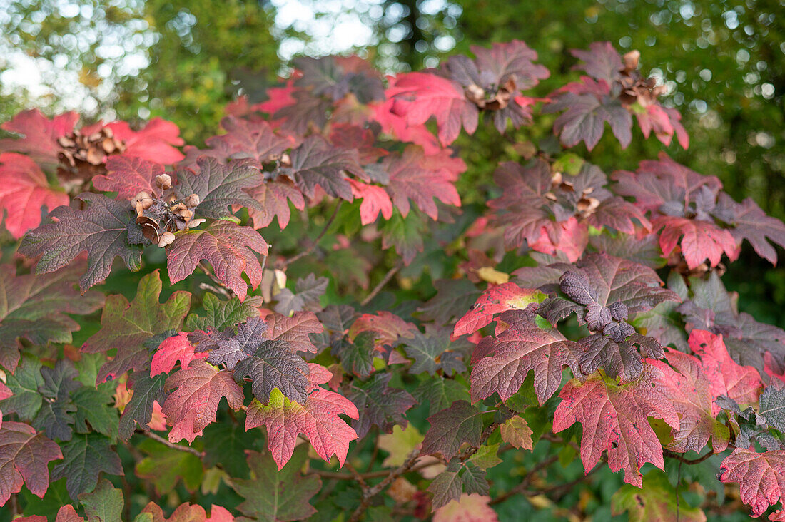 Eichenblatt-Hortensie (Hydrangea quercifolia) im Herbstlaub