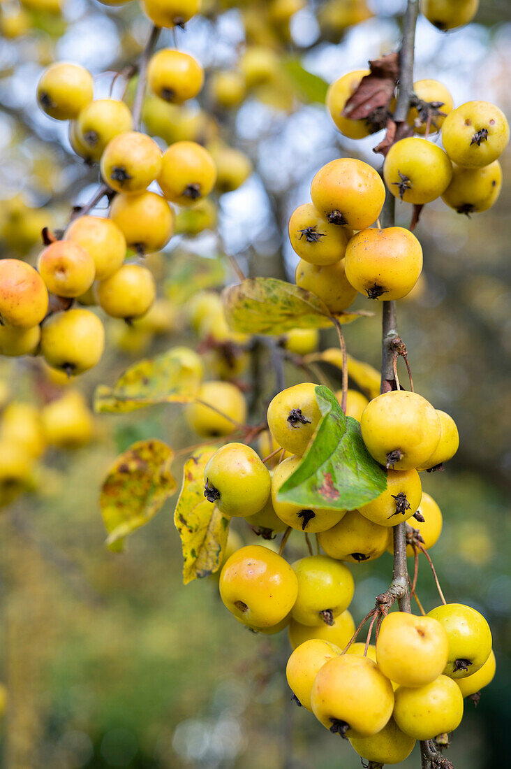 Ornamental apple 'Butterball' hanging on tree, apple branches