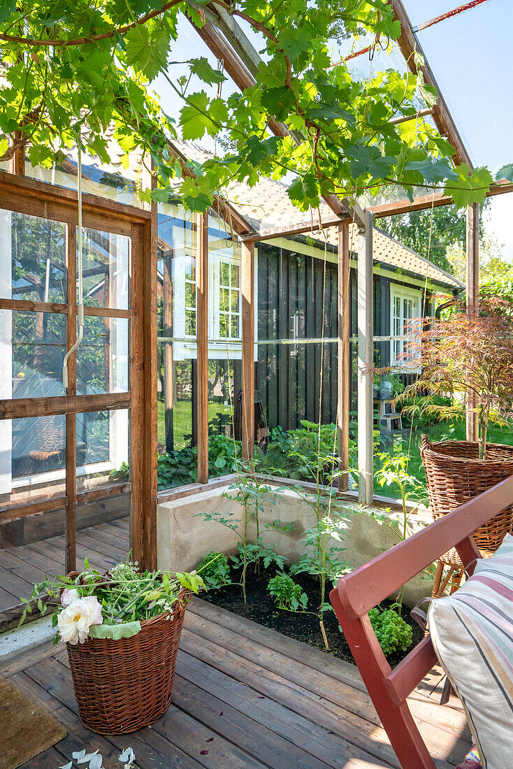 Mit Weinreben überdachter Sitzbereich auf Holzterrasse neben Holzhaus