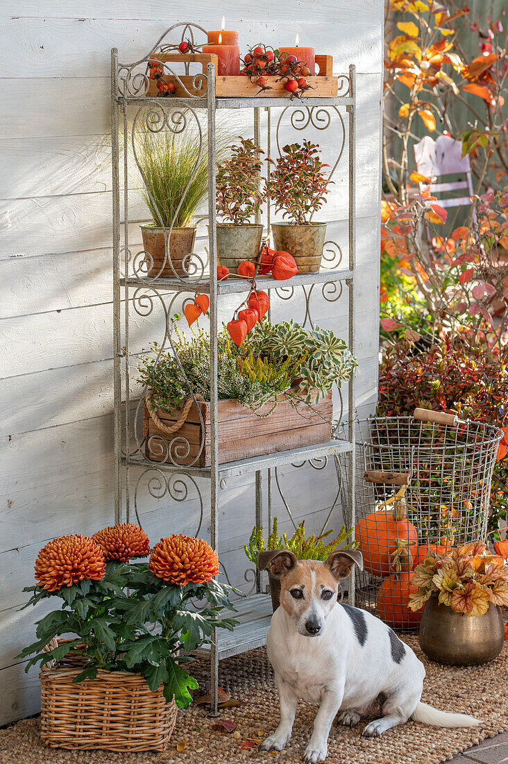 Autumnal wall shelf with candles, Chinese lanterns (Physalis Alkekengi), common heather (Calluna vulgaris) 'Sunset Line', rose hips of beach rose (Rosa rugosa), , thick leaf stonecrop (Sedum takesimense) 'Atlantis', curly sedge (Carex albula) 'Frosted Curls', Coprosma, autumn chrysanthemum (Chrysanthemum) 'Cocori', pumpkin and dog