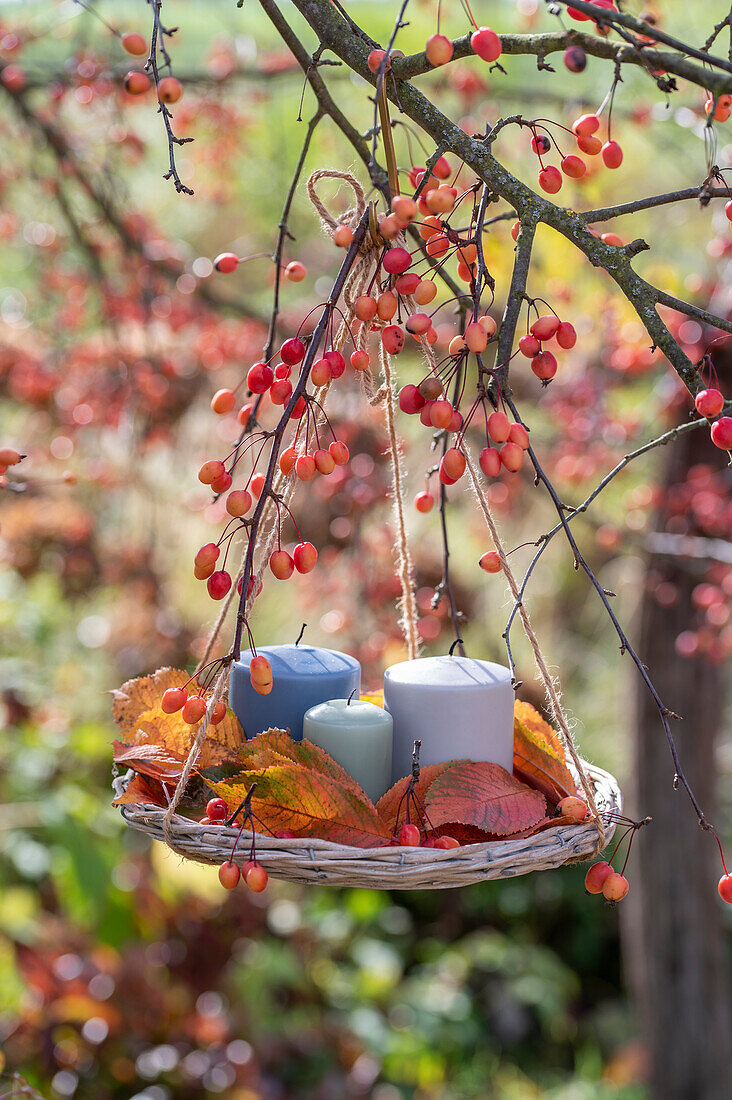 Kerzen mit Herbstlaub als Ampel an Zierapfelbaum hängend